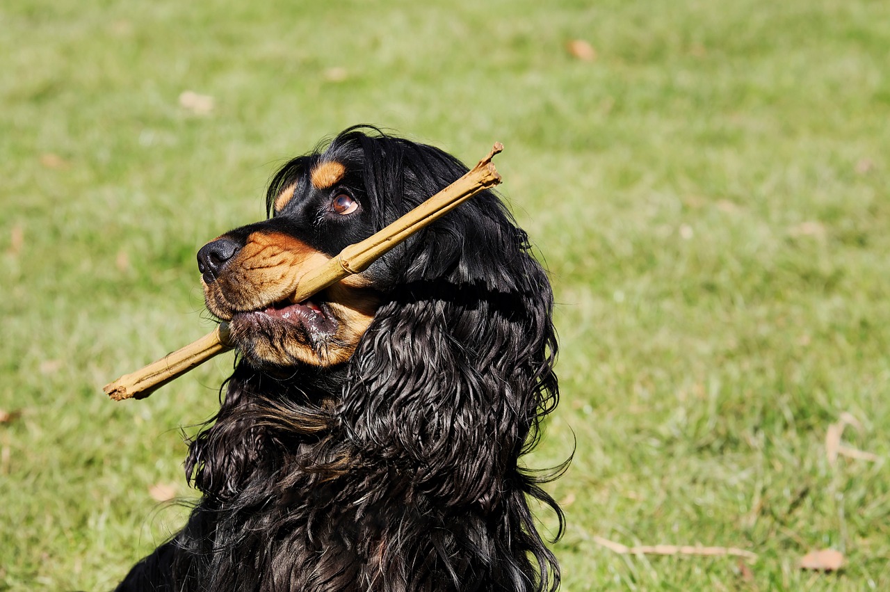 spaniel