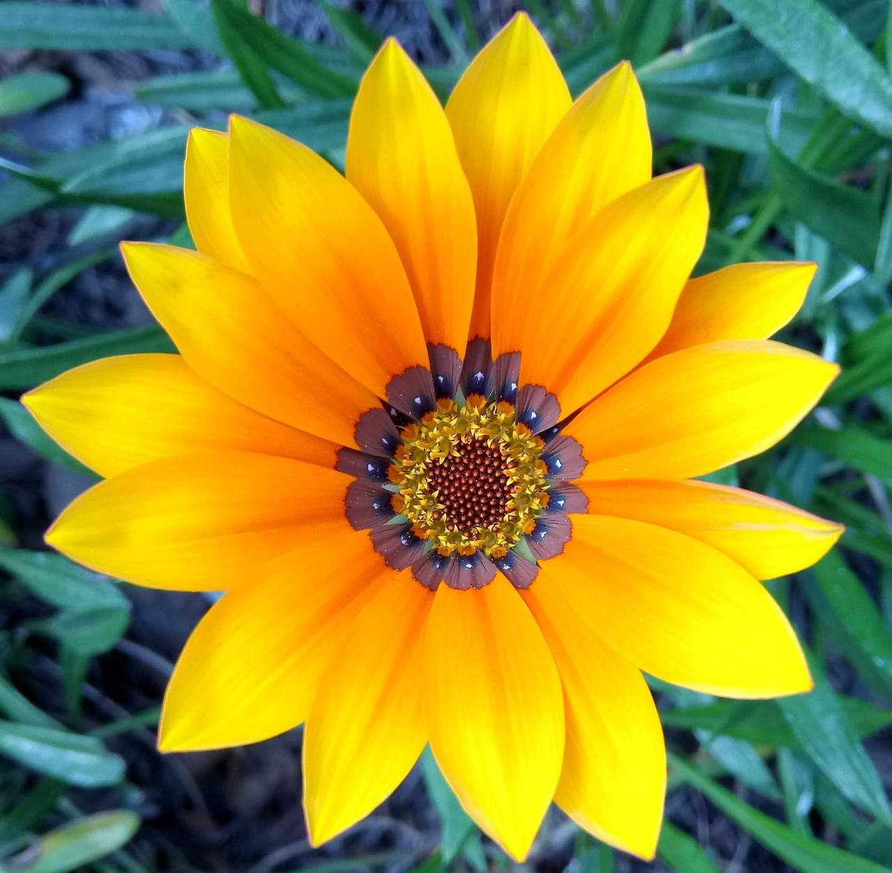 gazania