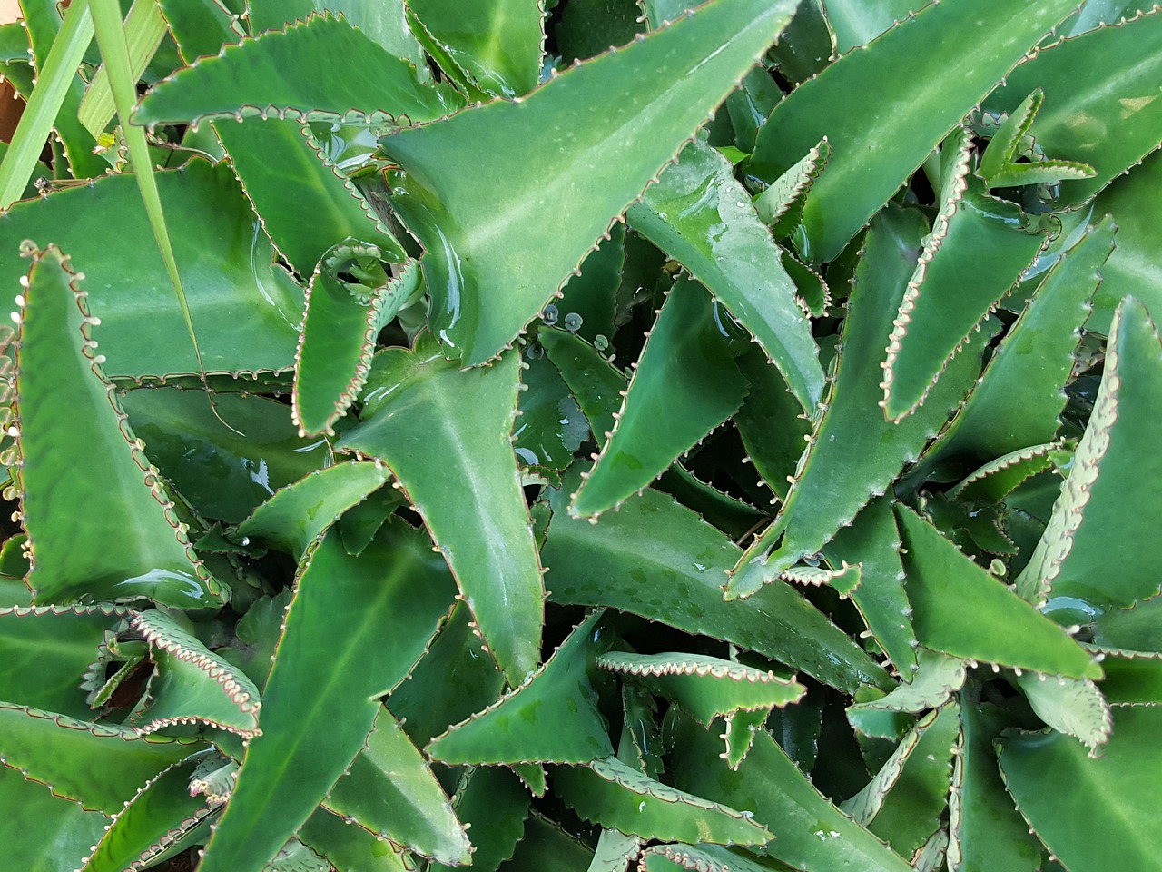 kalanchoe