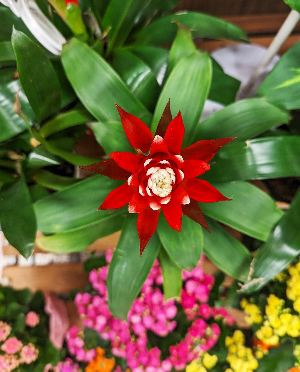 guzmania