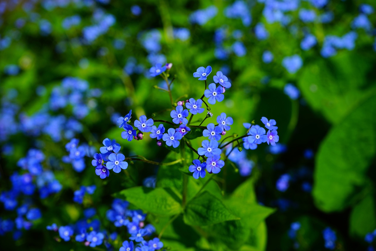 brunnera