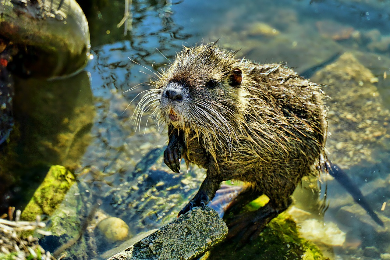 nutria